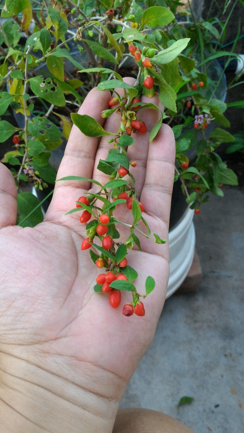 Red Wolfberry Tree 红枸杞树苗 （我家的高级滋补品​）