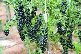 Black Wolfberry Tree 黑枸​杞​苗 （我家的高级滋补品​）