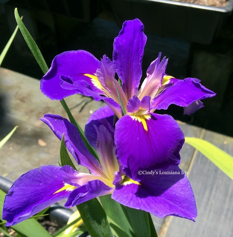 Bayou Short Stuff,  Louisiana Iris for sale