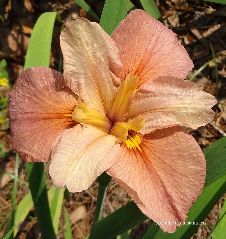 Bellocq,  Louisiana Iris for sale
