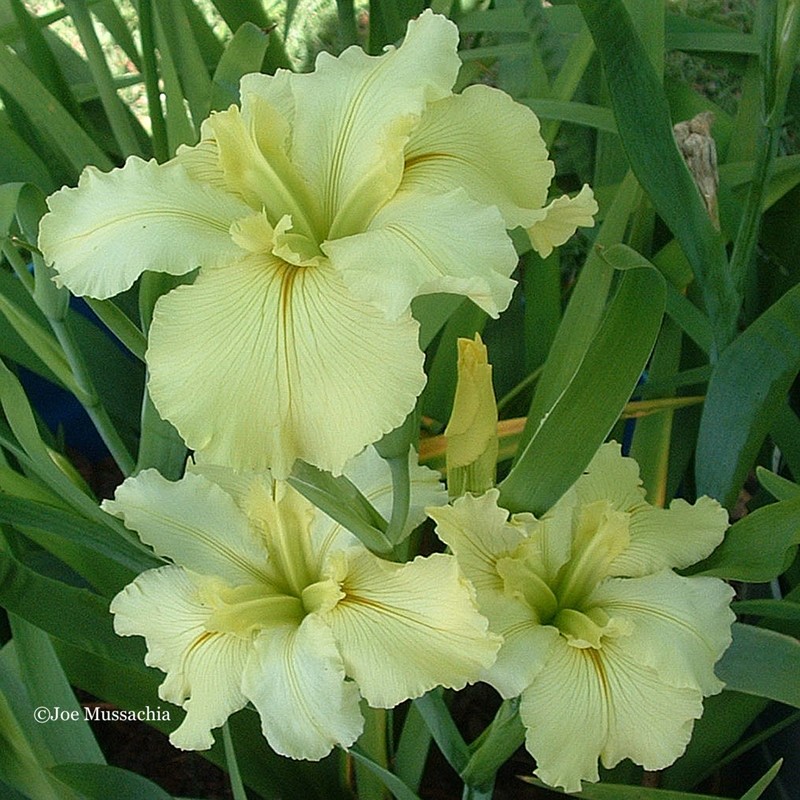 Gentle Memories,  Louisiana Iris for sale