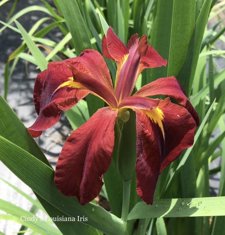 Boiled Crawfish,  Louisiana Iris for sale