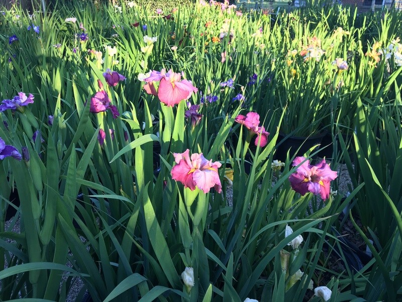 Chelsea Girl,  Louisiana Iris for sale
