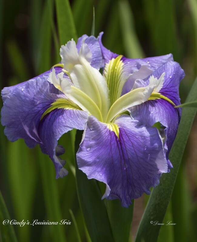 Ginny's Choice,  Louisiana Iris for sale
