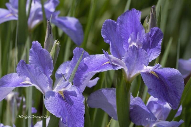 Dixie Country,  Louisiana Iris for sale