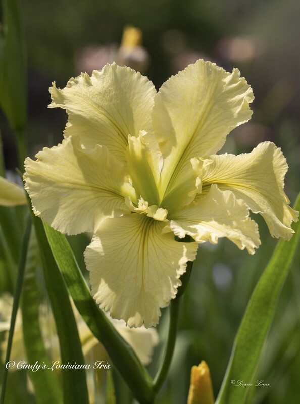 Edna Claunch,  Louisiana Iris for sale