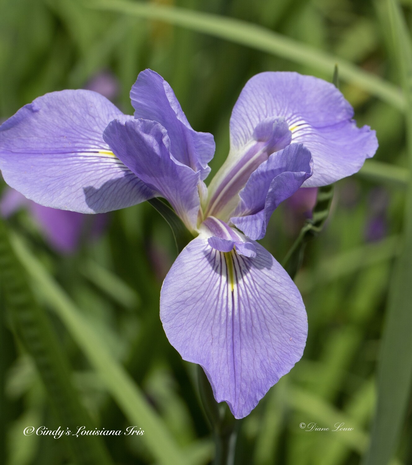 GIANT BLUE FLAG-Native Species Iris Giganticaerulia
