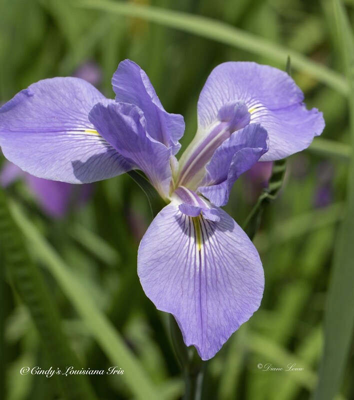 Giant Blue Flag, Native Species Iris, Giganticaerulia,  Louisiana Iris for sale