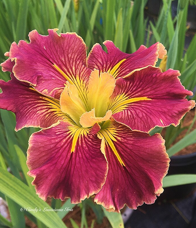 Extra Dazzle,  Louisiana Iris for sale