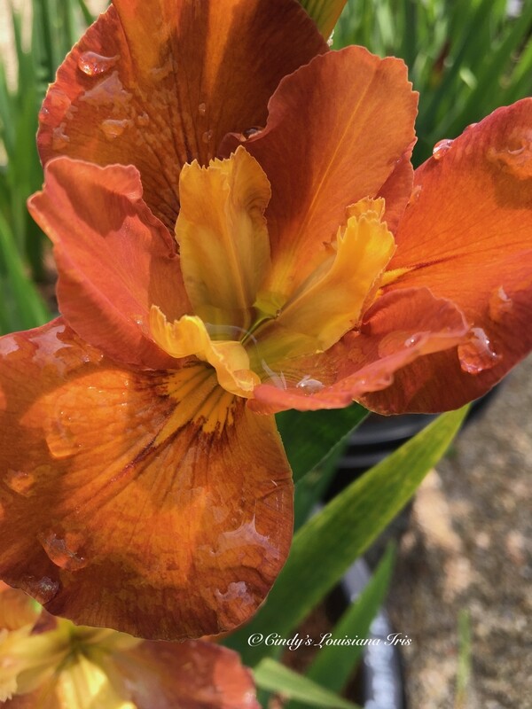 Flaming Hot,  Louisiana Iris for sale