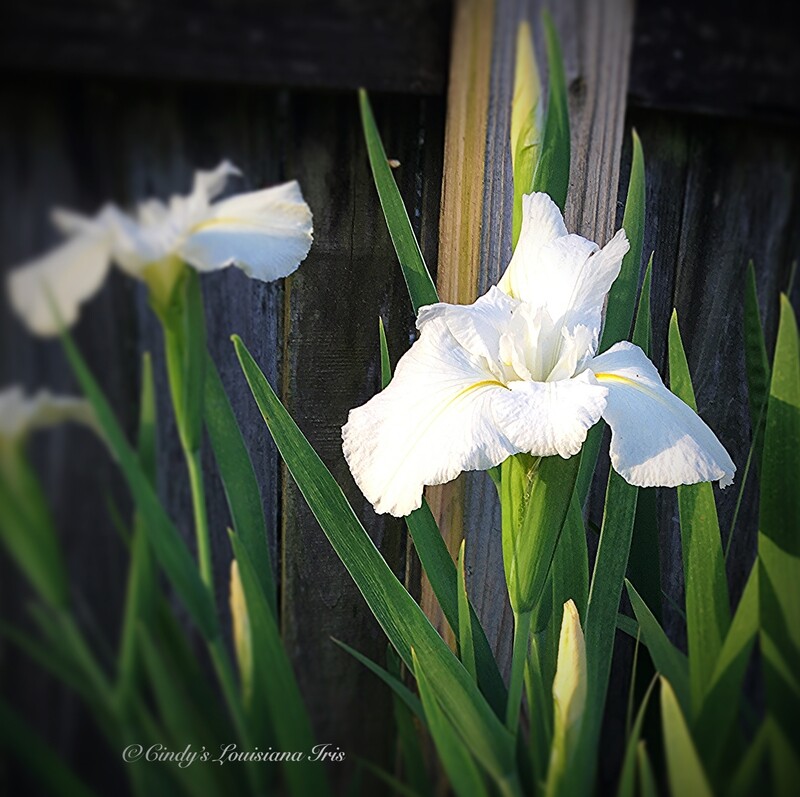 Cajun White Lightning,  Louisiana Iris for sale