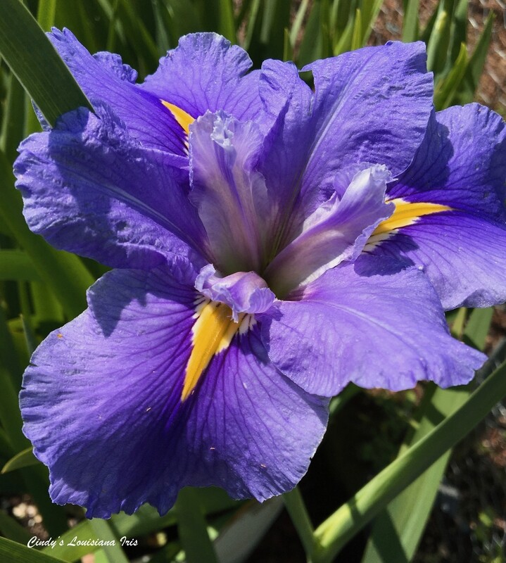 Byron Bay,  Louisiana Iris for sale