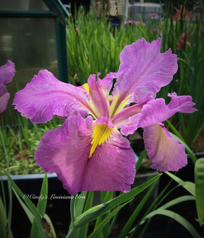 Chelsea Bell,  Louisiana Iris for sale