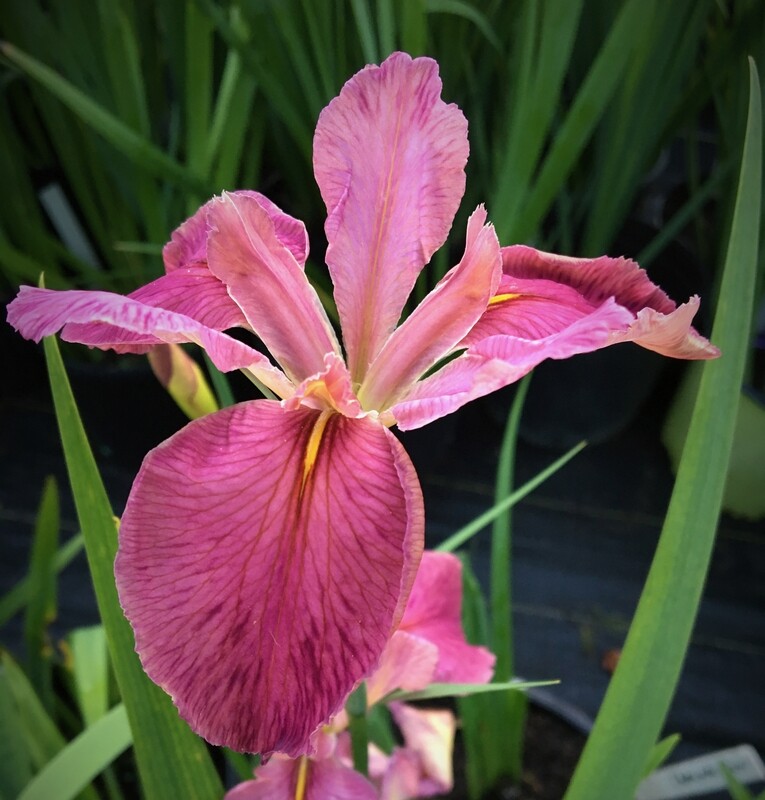 Chitimacha Run,  Louisiana Iris for sale