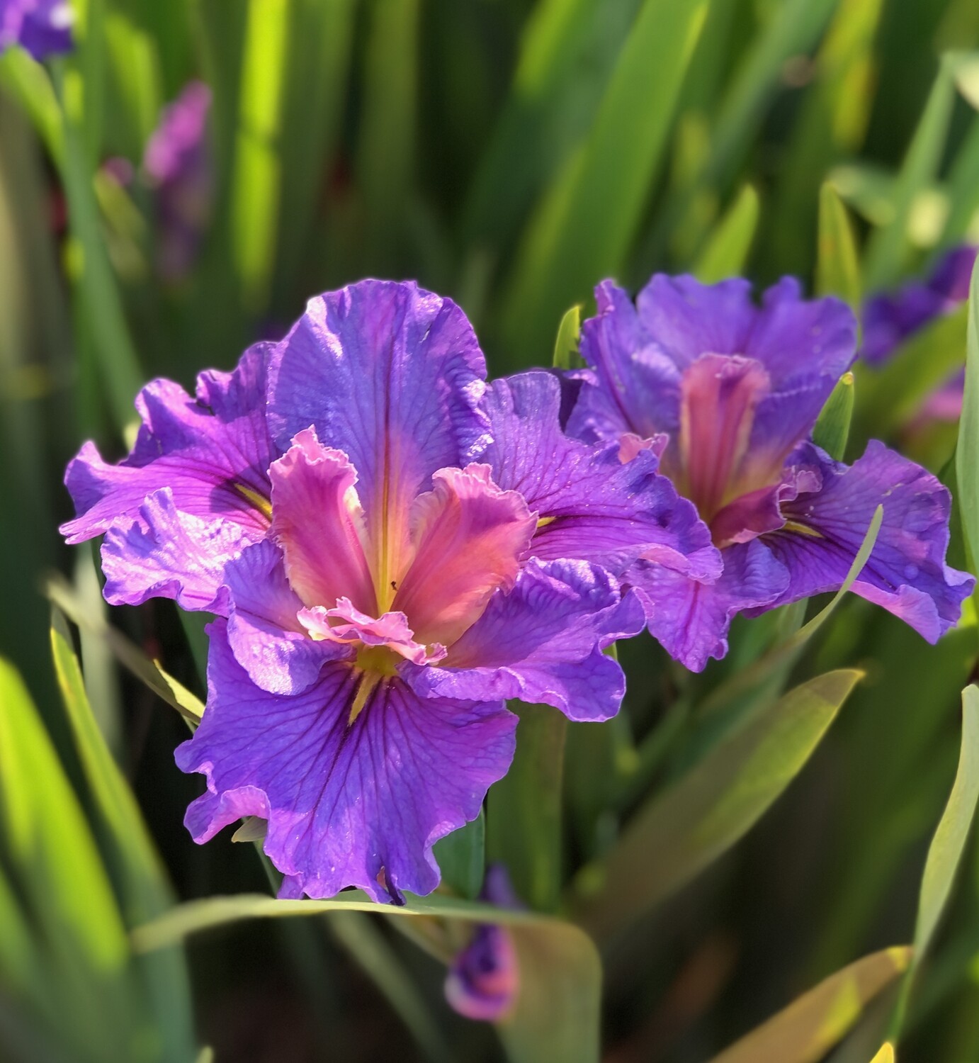JACARANDA LAD