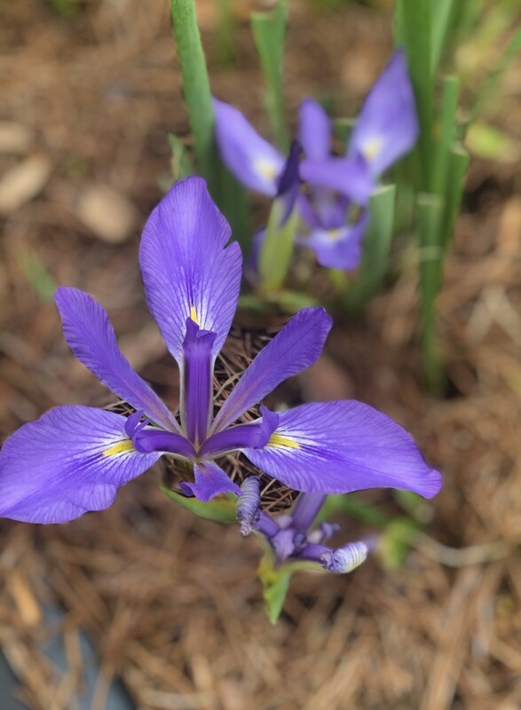 SANDY'S GIFT --Iris Brevicaulis