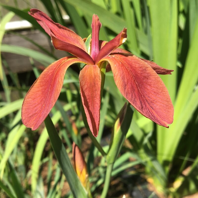 IRIS FULVA DWARF