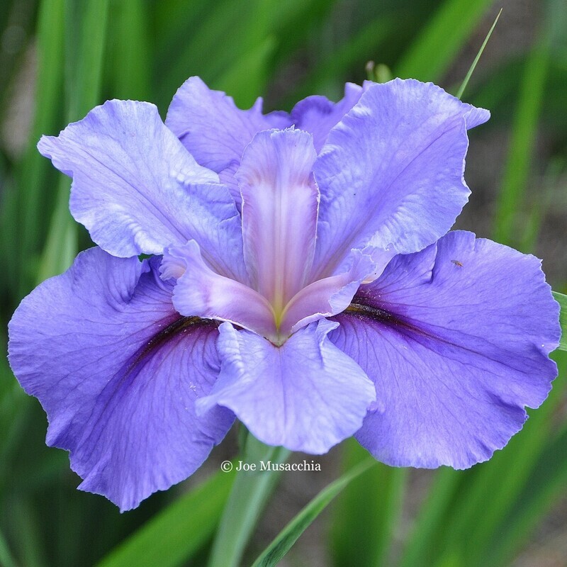 Acadian Sky Louisiana Iris for sale
