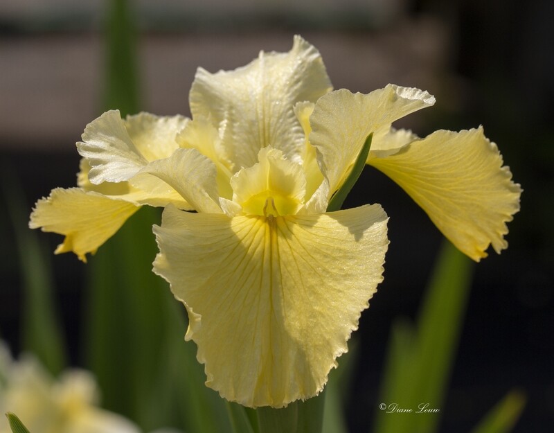 Acacia Rhumba Louisiana Iris for sale