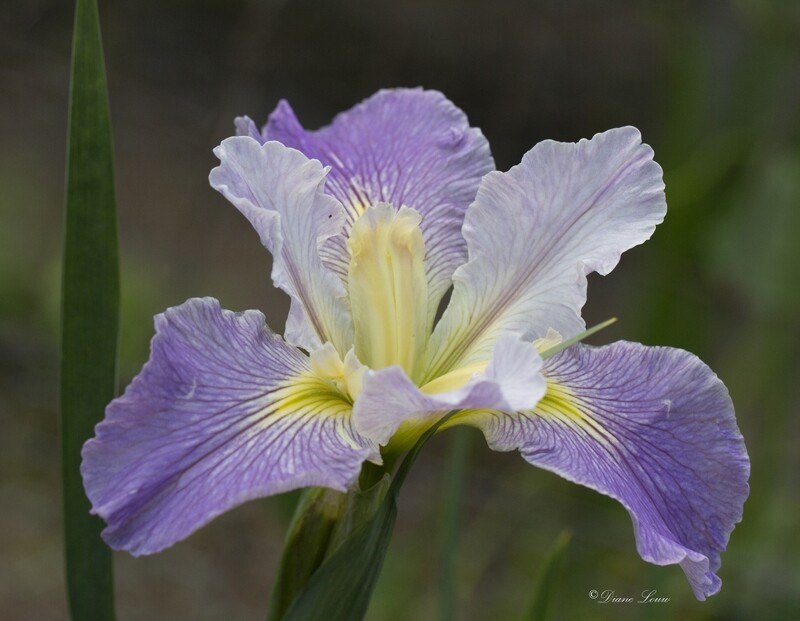 Ardoyne  Louisiana Iris for sale