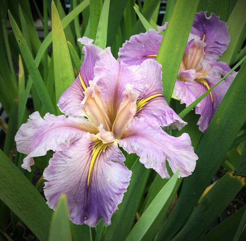 Avelline  Louisiana Iris for sale