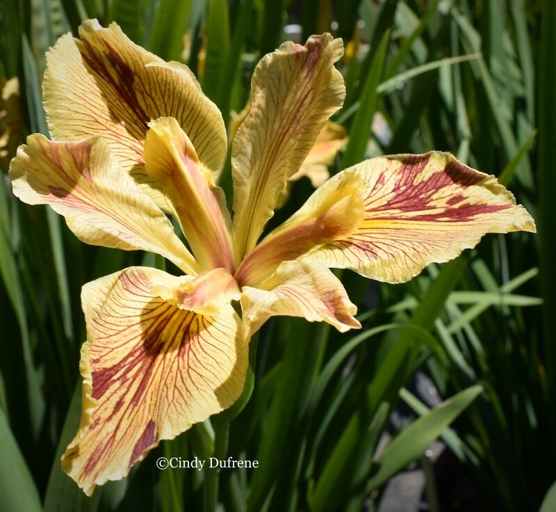 Annette Brown  Louisiana Iris for sale