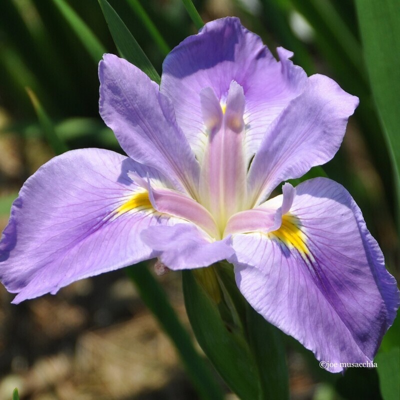 Algiers Point  Louisiana Iris for sale