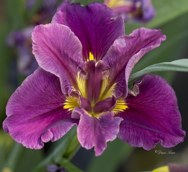Bayou Renegade,  Louisiana Iris for sale