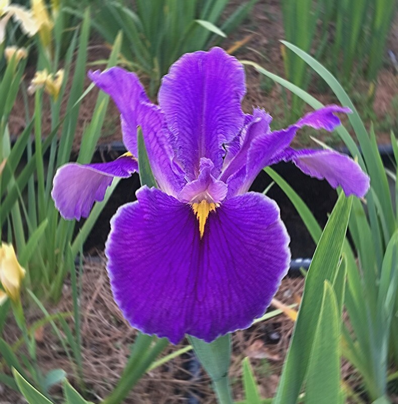 Bera,  Louisiana Iris for sale