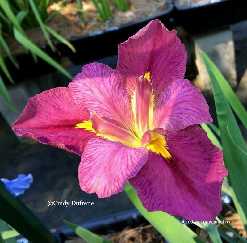 Bitty Boo,  Louisiana Iris for sale