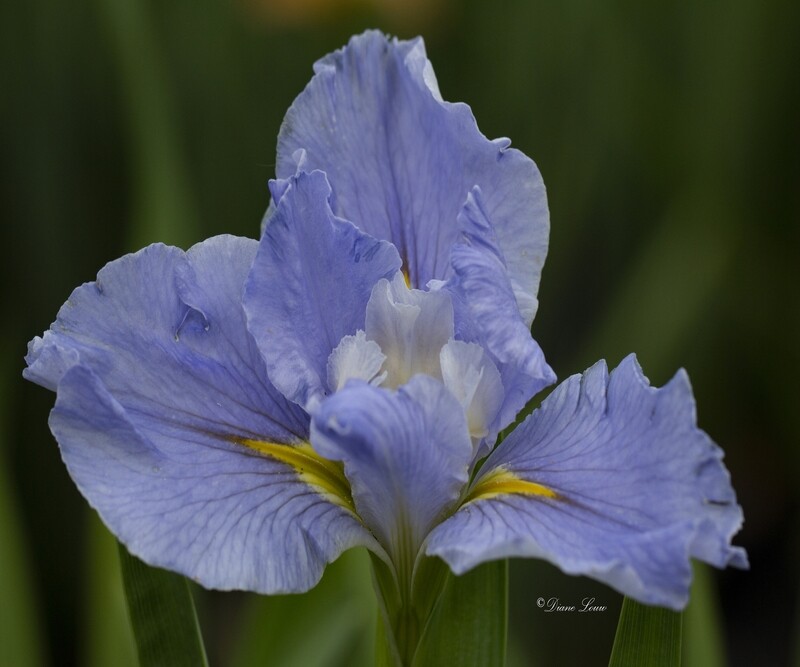 Blue Mountain Mist,  Louisiana Iris for sale