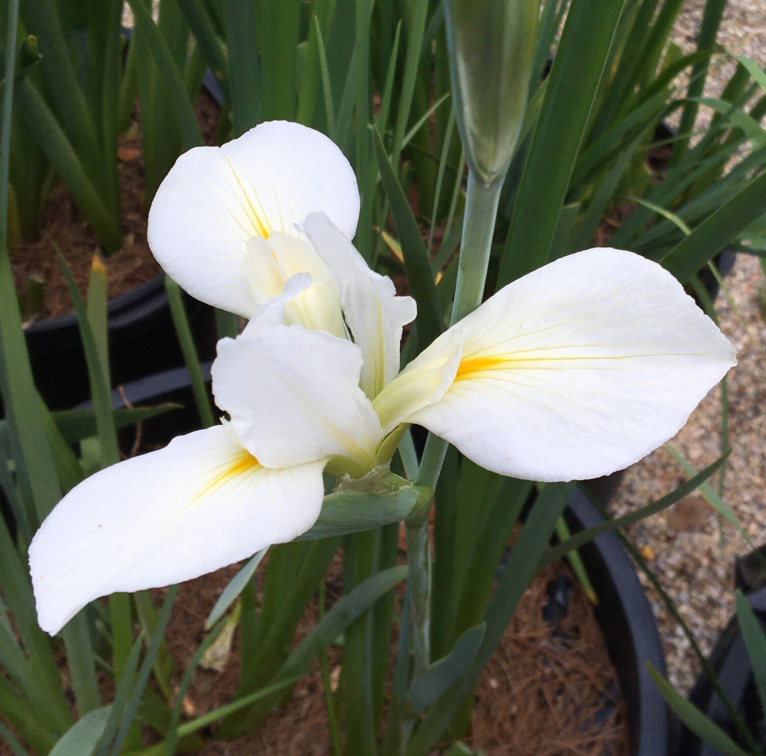 BARBARA ELAINE TAYLOR-Native Species, Iris Gigantecaerulia