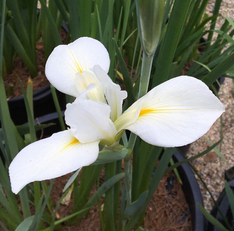Barbara Elaine Taylor - Native Species, Iris Gigantecaerulia