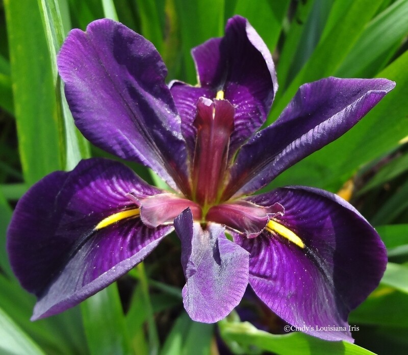 Black Gamecock,  Louisiana Iris for sale