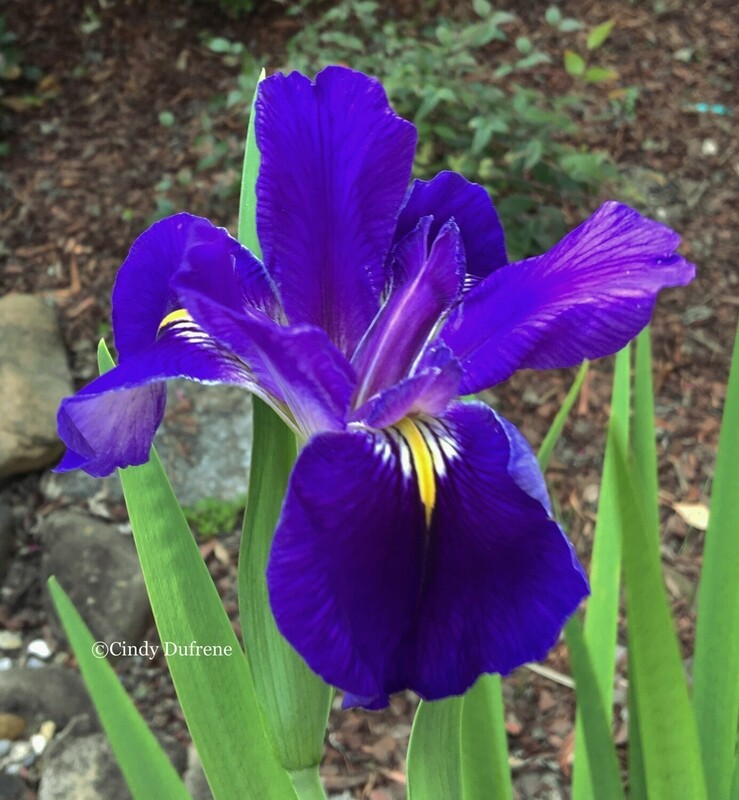 Bluebonnet Sue,  Louisiana Iris for sale