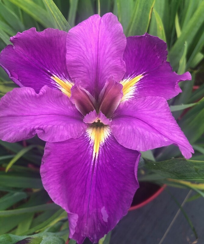 Bayou Duplantier  Louisiana Iris for sale