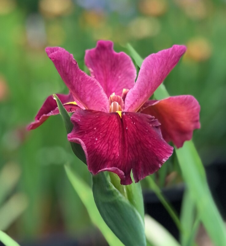 Be of Good Cheer,  Louisiana Iris for sale