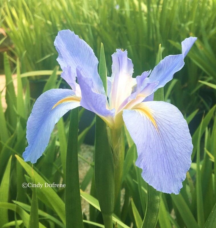 Birdland,  Louisiana Iris for sale