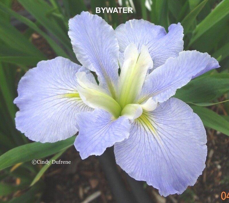 Bywater,  Louisiana Iris for sale