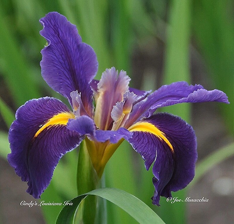 Cajun Jester,  Louisiana Iris for sale