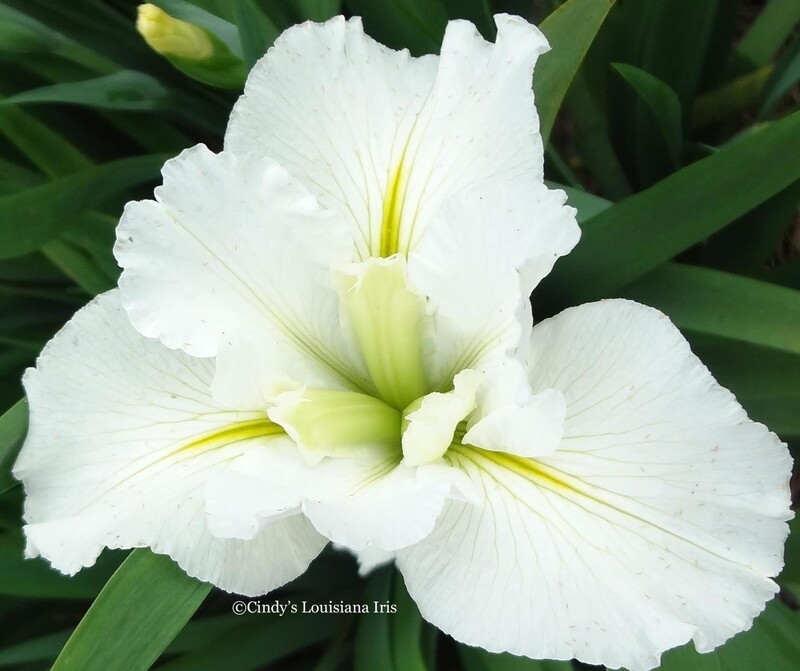 Cajun Popcorn,  Louisiana Iris for sale