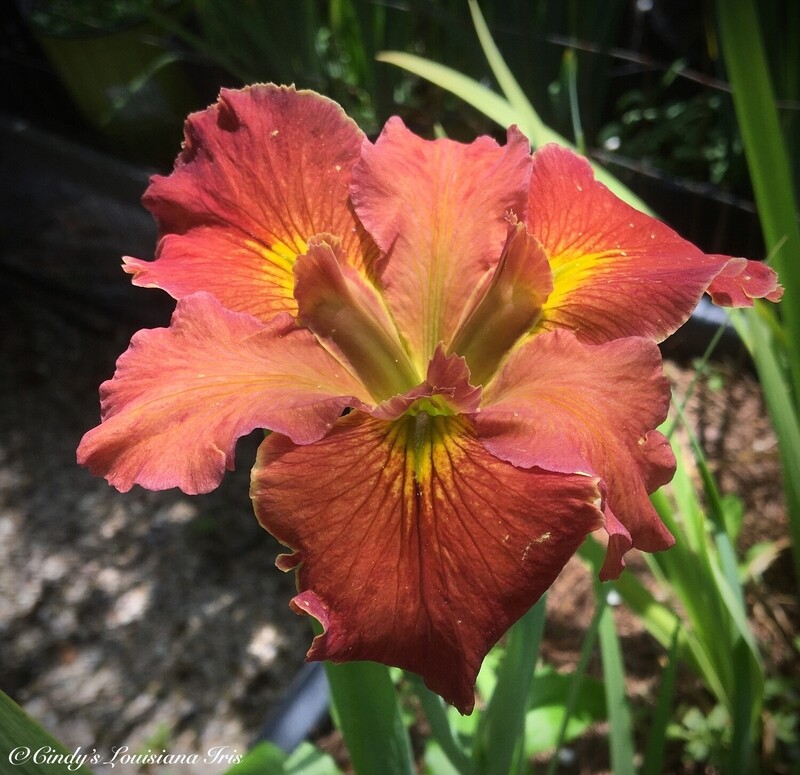 City of Ruins,  Louisiana Iris for sale
