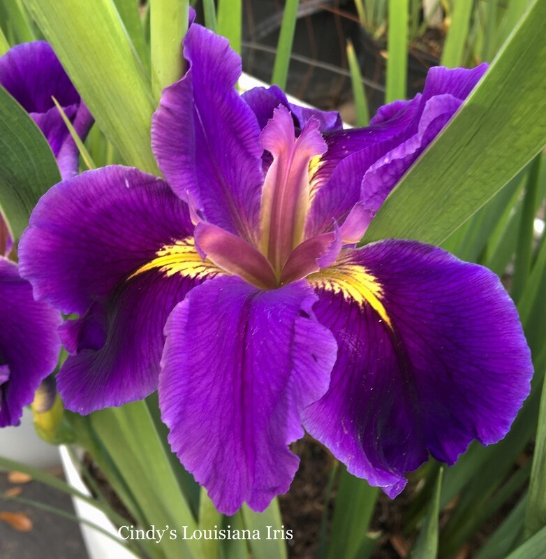 Connor's Choice,  Louisiana Iris for sale