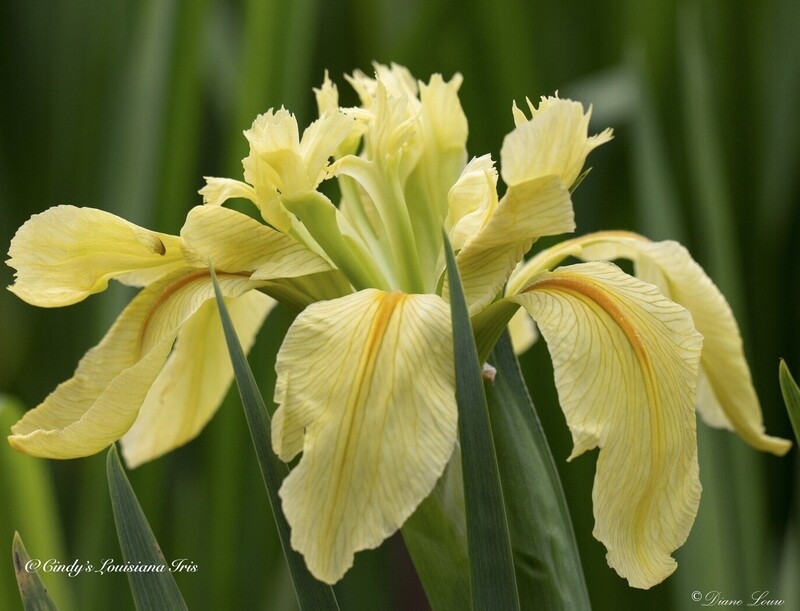Creole Canary,  Louisiana Iris for sale