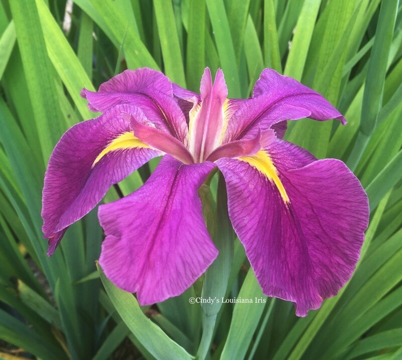 Debbie's Delight,  Louisiana Iris for sale