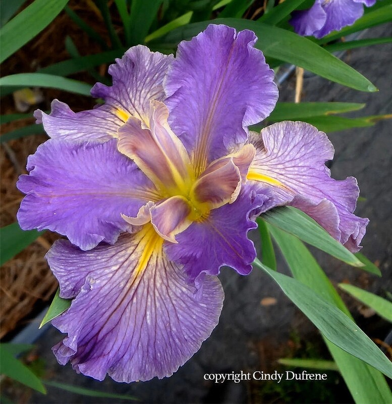 Choctaw Sky,  Louisiana Iris for sale