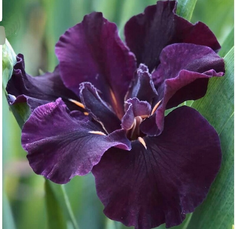 Dark Dude,  Louisiana Iris for sale