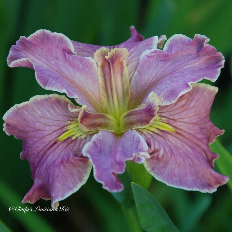 Cone of Uncertainty,  Louisiana Iris for sale