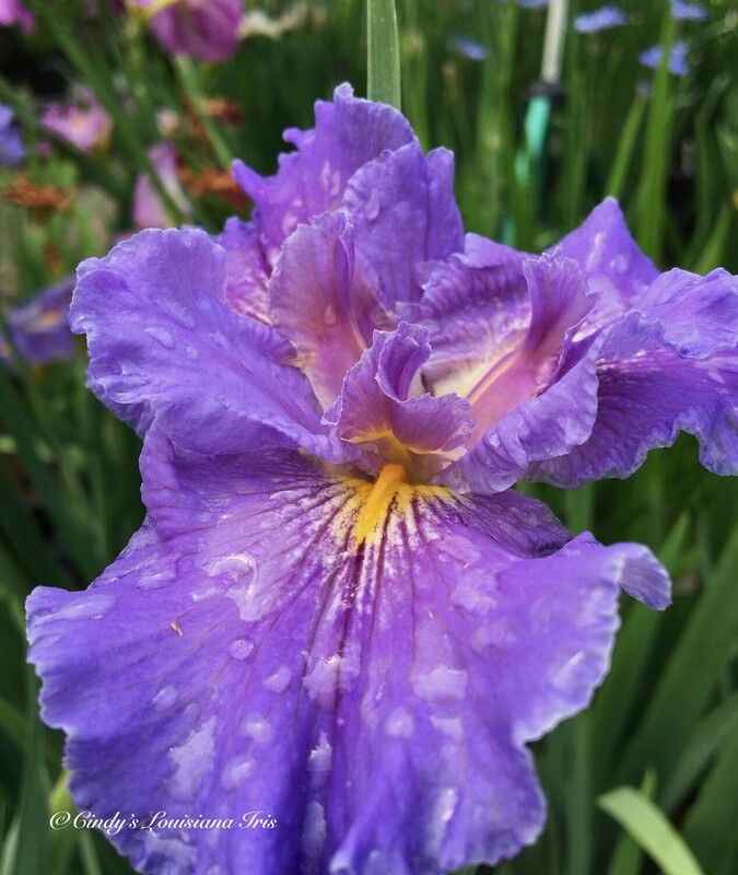 Devyn Elyse Wolford,  Louisiana Iris for sale