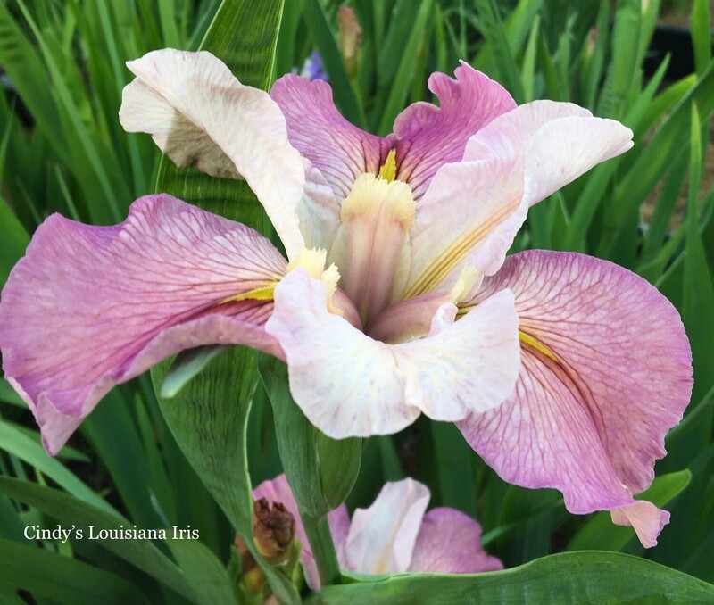 Divorceé,  Louisiana Iris for sale